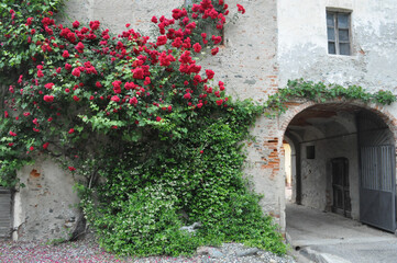 Fototapeta na wymiar rose plant (Rosa) red flower on ancient wall