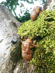 a japanese giant cicada (cryptotympana facialis) - side view / クマゼミの成虫 - ヨコ撮