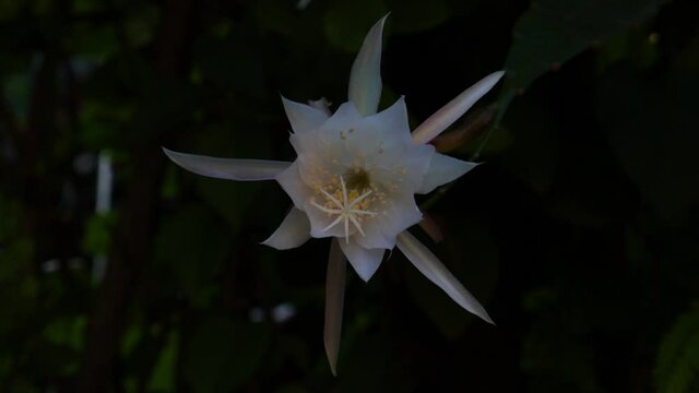 Epiphyllum anguliger or fishbone cactus Flower Blooming