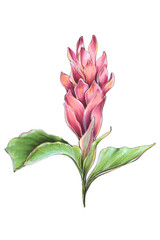 flower tropical lotus colorful jungle illustration