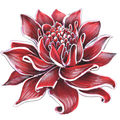 flower tropical colorful red lotus jungle illustration