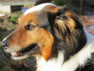 Collie