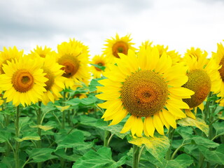 Close-up of sunflowers in a field in France