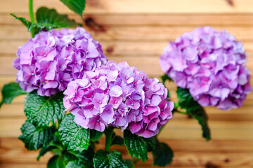 Purple Hydrangea on background of wooden fence. Hydrangea macrophylla, purple hortensia flower bush. Home flowers on balcony, garden veranda modern terrace.Home gardening, houseplants