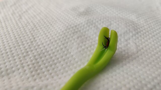 Close-up view of tick jammed in tick removal tool.