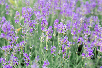 Obraz premium Lavender bushes flower field background. Harvesting of lavender Flowers in lavender fields in Provence region of France. Violet flower lavand Closeup Selective focus