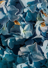 Blue hydrangea  with raindrops, selective focus
