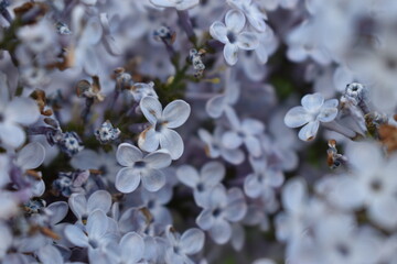 The details of the massive hydrangea pale purple flowers in Sapporo Japan