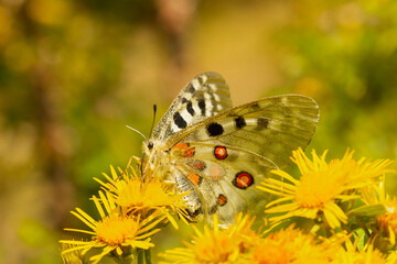 Parnassius apollo, High mountain butterfly, Pyrenees, Spain