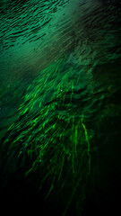 Green water surface with reflections and seaweed
