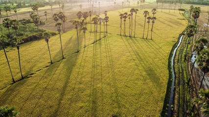 Aerial view of sunrise paddy field with sugar palm trees in morning.