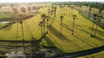 Aerial view of sunrise paddy field with sugar palm trees in morning.