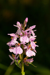 Naklejka na ściany i meble Pink Pyrenean Orchid, Flora, Girona, Spain