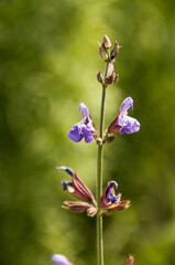 blue flowers of plants up close