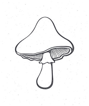 recommend clip art: Edible mushroom. Outline. Vector illustration. Hand drawn sketch. Isolated white background. Graphic design for packaging, menus, signboards, showcases, textiles, clothes