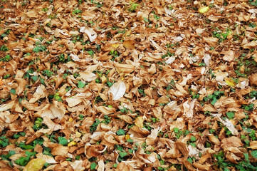 Autumn leaves background. Falling leaves in the forest