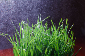 Background from continuous fresh summer green grass against a dark background in the rain