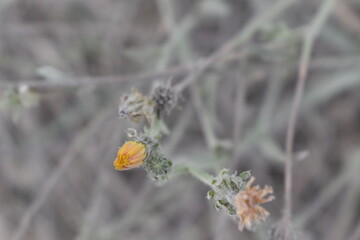 The half-frozen yellow little flowers in Tuscany Italy