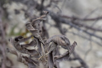 The interesting shapes and compositions of leaves