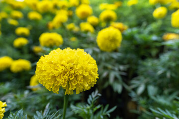 Blossom Mexican marigold flower in garden