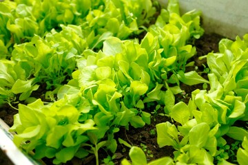 green lettuce leaves grow on the garden bed. harvest concept. blur and selective focus