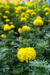 Blossom Mexican marigold flower in garden