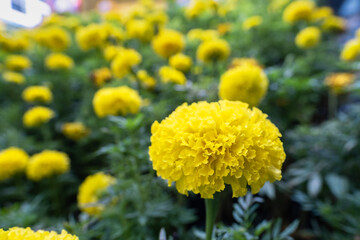 Blossom Mexican marigold flower in garden