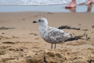 Seagull on the beach while someone walks by with bare feet in the sea