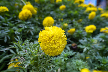 Blossom Mexican marigold flower in garden