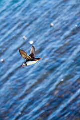 Flying puffin against a blue ocean background in the East Fjords region of Iceland