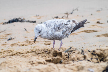 Seagul walking on a sandy beach
