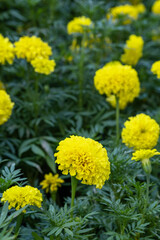 Blossom Mexican marigold flower in garden