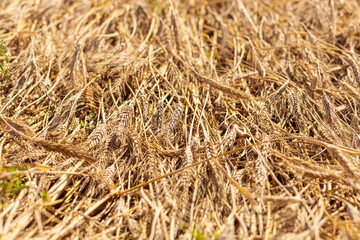 Wheat field in bright sunlight. Spikelets shine in the sun. Warm July evening on a field in Belarus. Holidays and exit from quarantine.