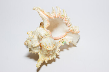 Sea sink up close on a white background