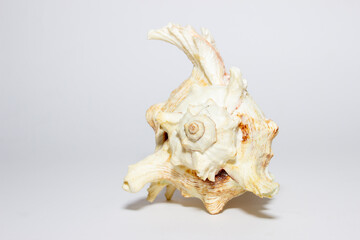 Sea sink up close on a white background