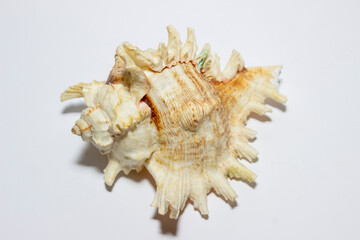 Sea sink up close on a white background