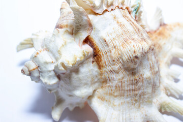 Sea sink up close on a white background