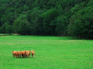 Photo of a herd of cattle seen in the distance, in the middle of a field of grass.