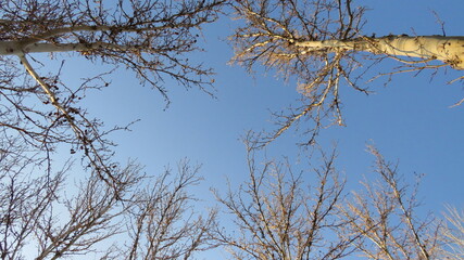 tree branches against blue sky