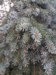 branches of a pine