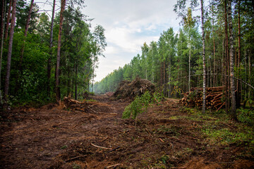 Large quantity of cut and stacked spruce timber in forest for transported. Stack of cut logs. Logging timber industry. Wood logs at illegal logging. Deforestation background