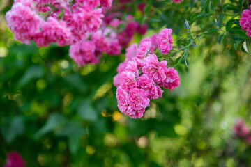 Beautiful rose in the garden