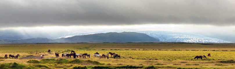 Icelandic horses at sunset, near Fl&aacute;aj&ouml;kull glacier, part of Vatnaj&ouml;kull the largest glacier in Europe