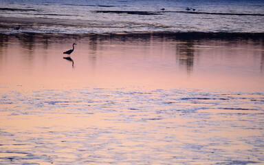 Heron bird on the water. Grey heron bird