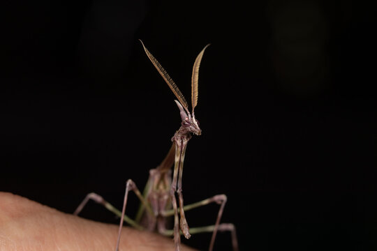 "Empusa pennata" empuse en macro