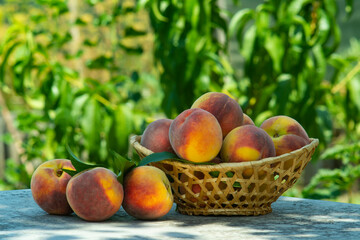 Basket with peaches on the table in the garden.