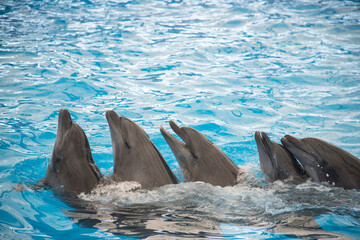 Friendly dophins swimming together in amazing dophin show at big blue pool.