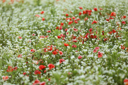 Field of Corn Poppy Flowers Papaver rhoeas in Spring