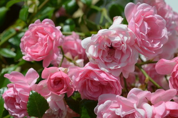 Beautiful garden flowers after a rain storm. Picture taken in summer time in sweden