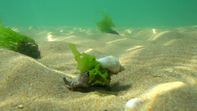 Black Sea rapan in algae walks on the sand, underwater view